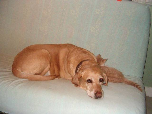 velours ce n'est pas pas ce que tu est plus grosse que moi que j'ai peur -