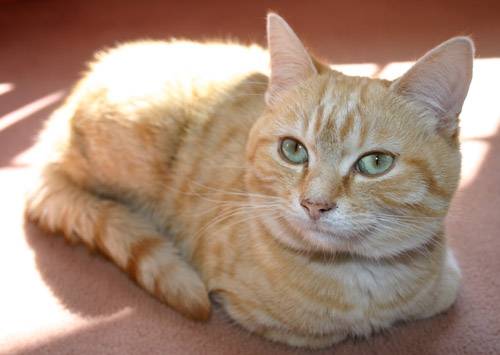 Simba -