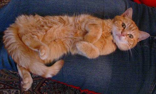 Simba -