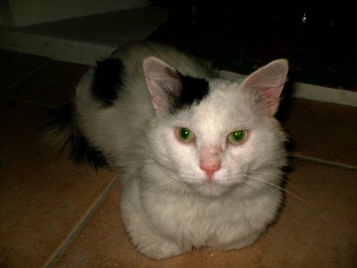 taz -