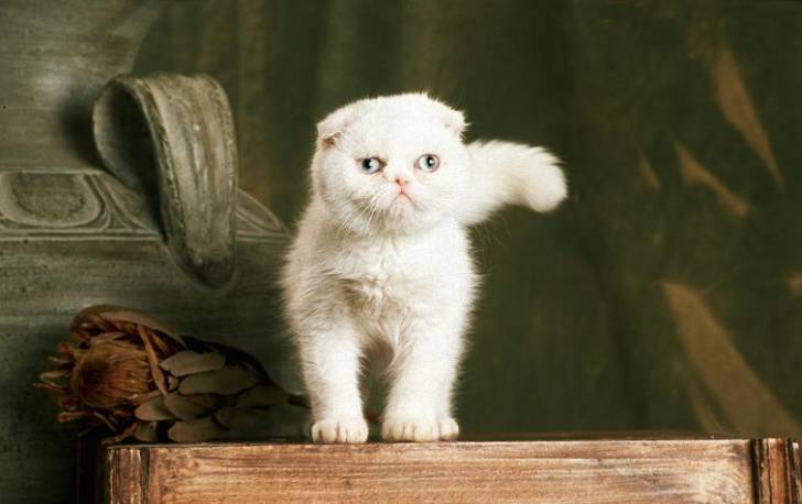 Ma petite Mymoza -