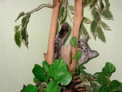 Maya veut jouer... -
