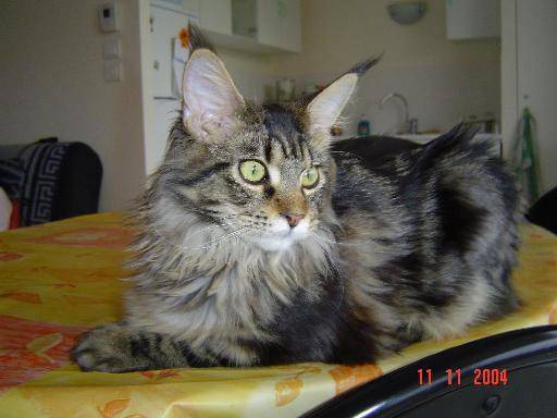 vidock -