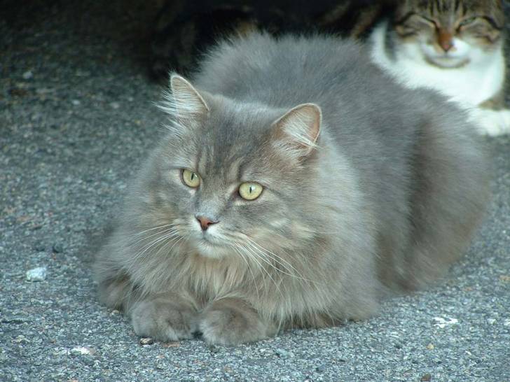 Une nouvelle photo de panpan -