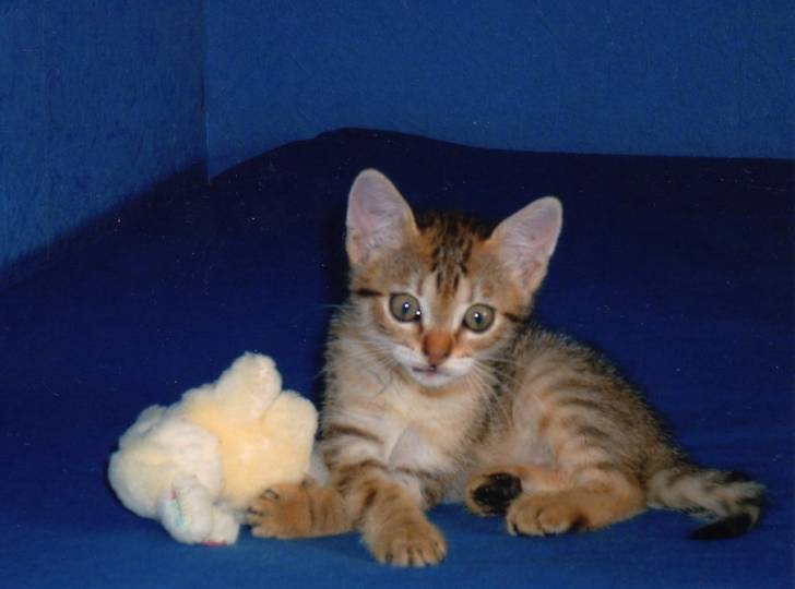 Kriska -
