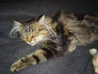sieste ninou -