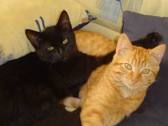 frisquette et filou -