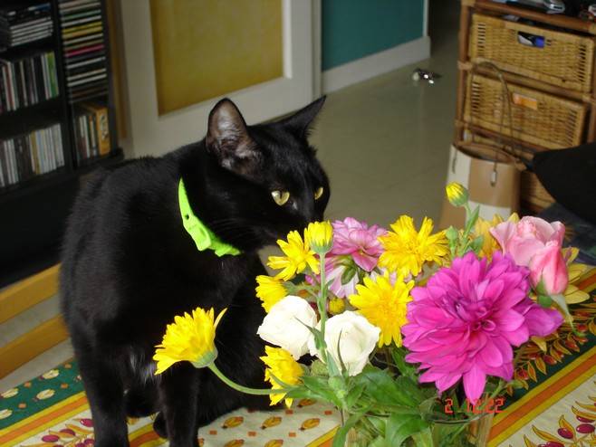 Maya et les fleurs -