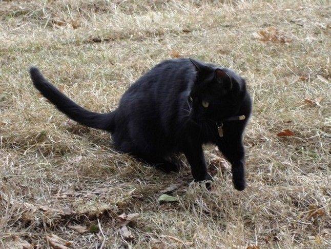 Maya chasse -