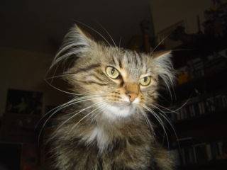 ninou pas content -
