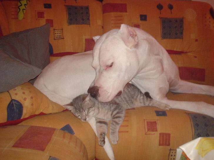 black et lulu -