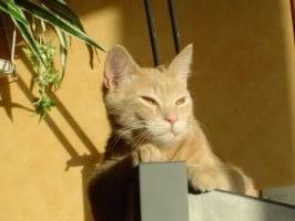 roucky -