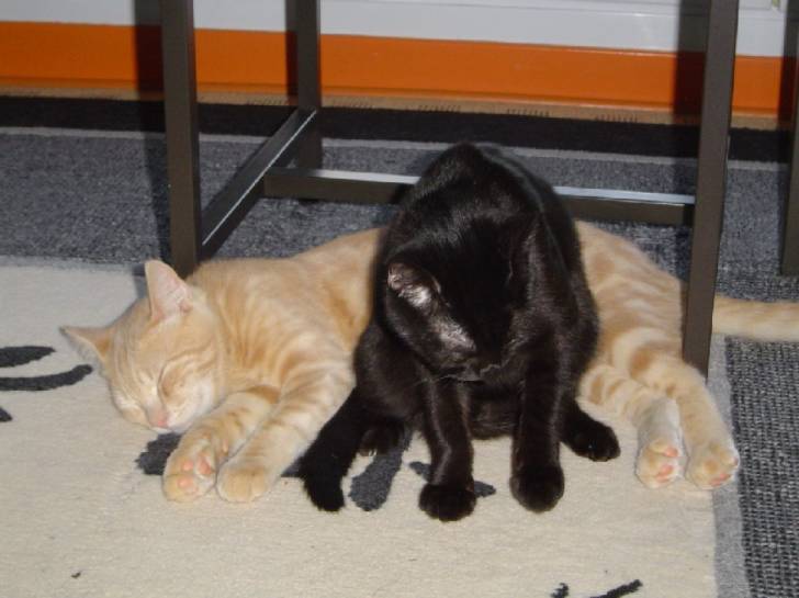 roucky et sa copine vanillle -