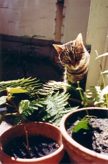 Scipion et les plantes -