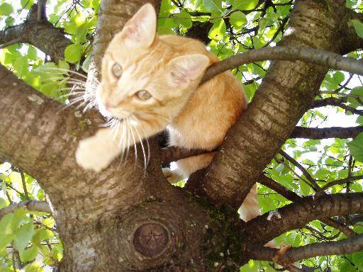 gipsy acrobate -