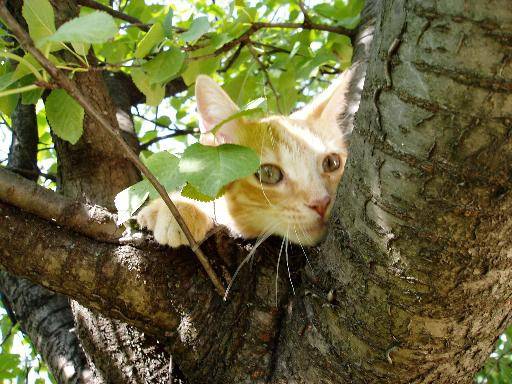 chaton 3 mois - (3 mois)