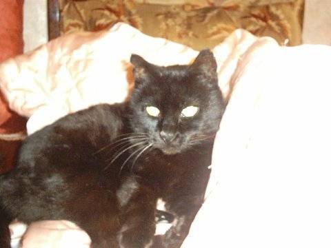 Minette -