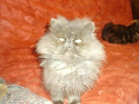 Ma persanne -
