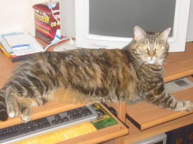 Duchesse -
