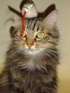 ninou et sa souris -