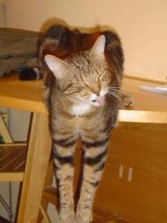 gizmo fait sa toilette -
