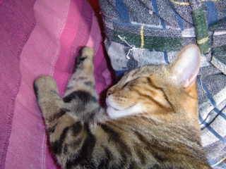 gizmo endormi -