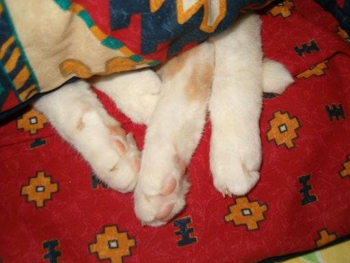 Nougat dort... -