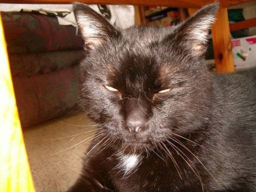 cachou -