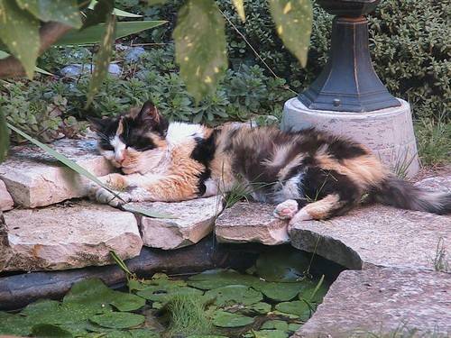 Bronzette au bord du bassin -