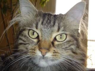 mon beau ninou -
