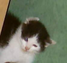 mimi -