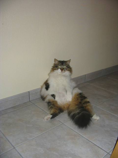 Chamie -