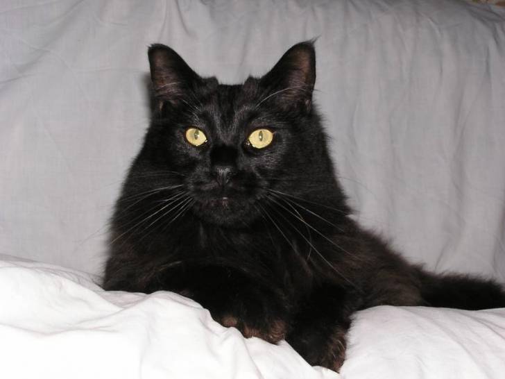 Simba, maine coon -