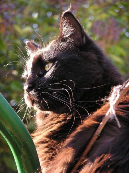 Simba, maine coon -