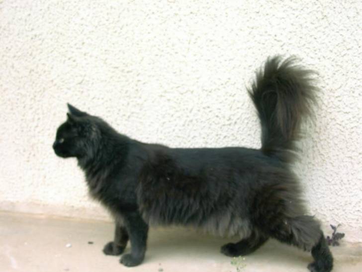 Simba, maine coon -