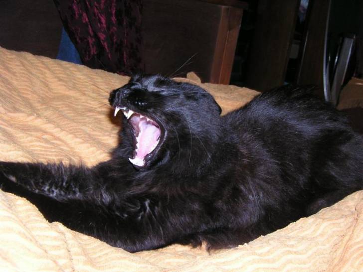 Simba, maine coon, baille -
