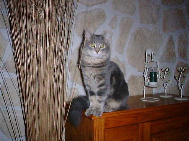 mon chat gipsy -