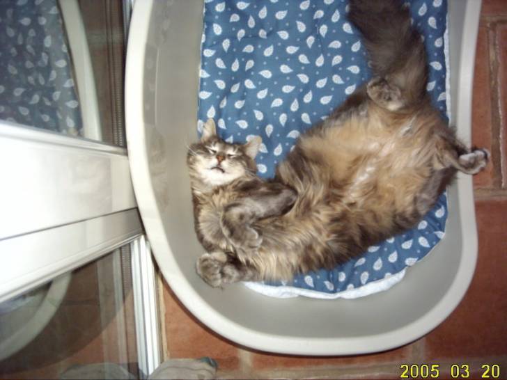 GIPSY -