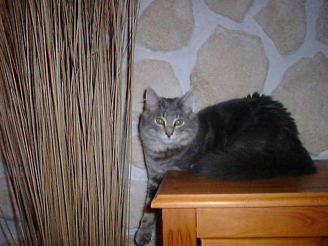 GIPSY -