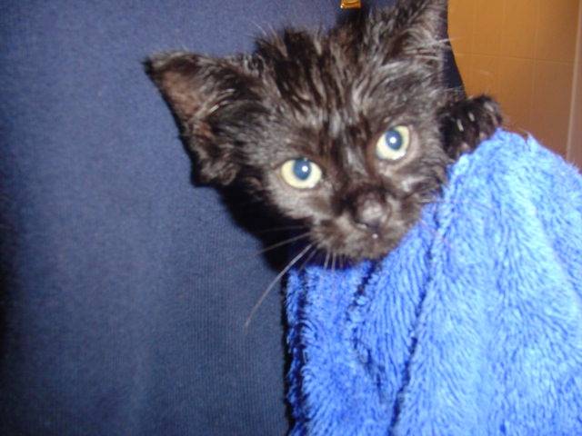 Biscotte après la douche! -