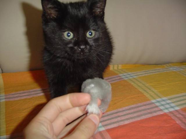Biscotte et sa souris -