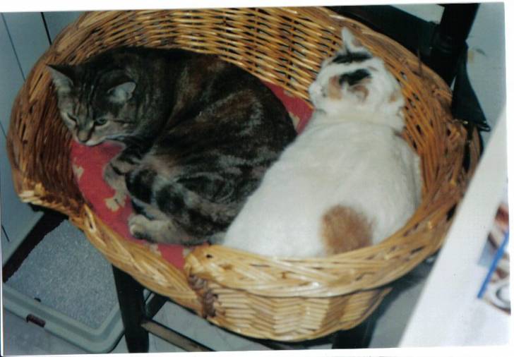 duo de stars -