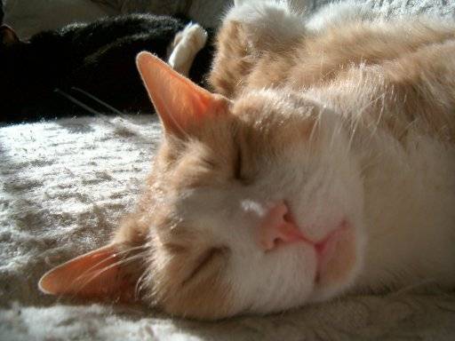 nougat dort -