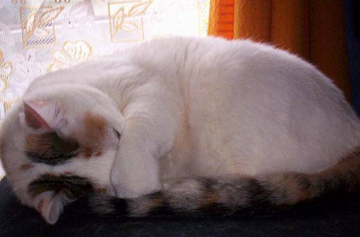 sieste -