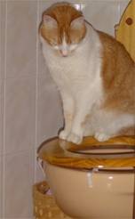 safran -