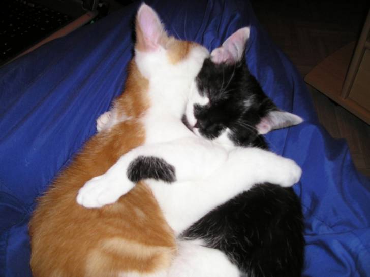 Lestat et Pandora: tendre calin -
