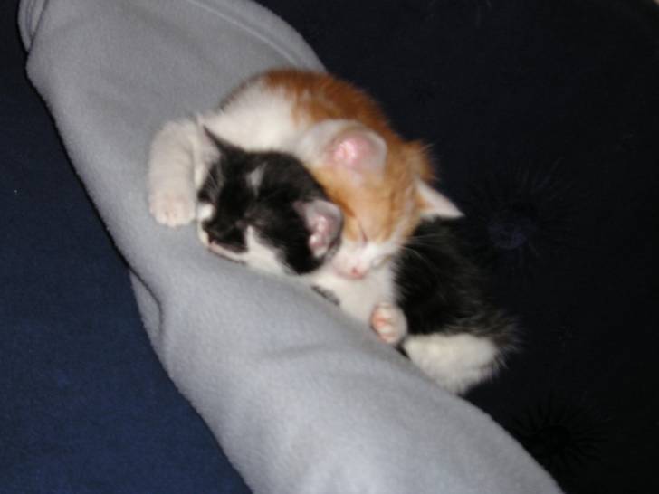 Lestat et Pandora: tendre calin2 -