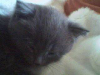 PetitChat -