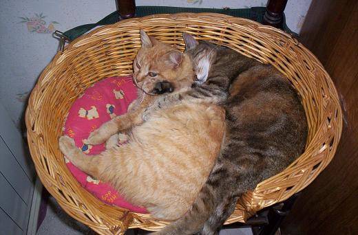 l'amour fou -