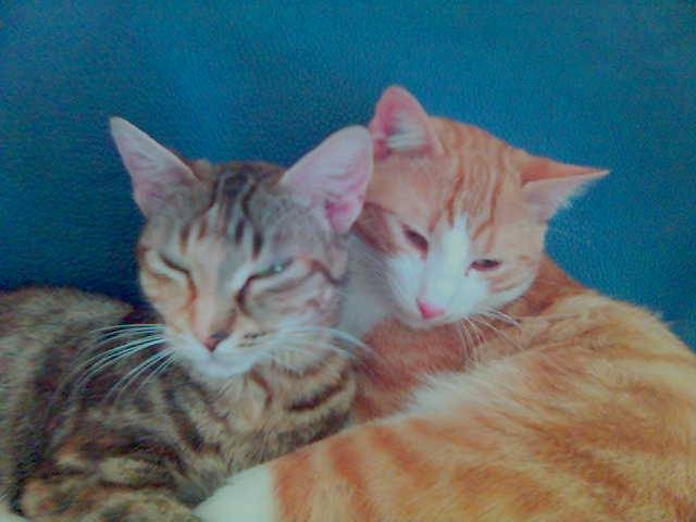 mes 2 amours -
